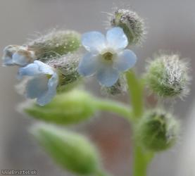 Early Forget-me-not