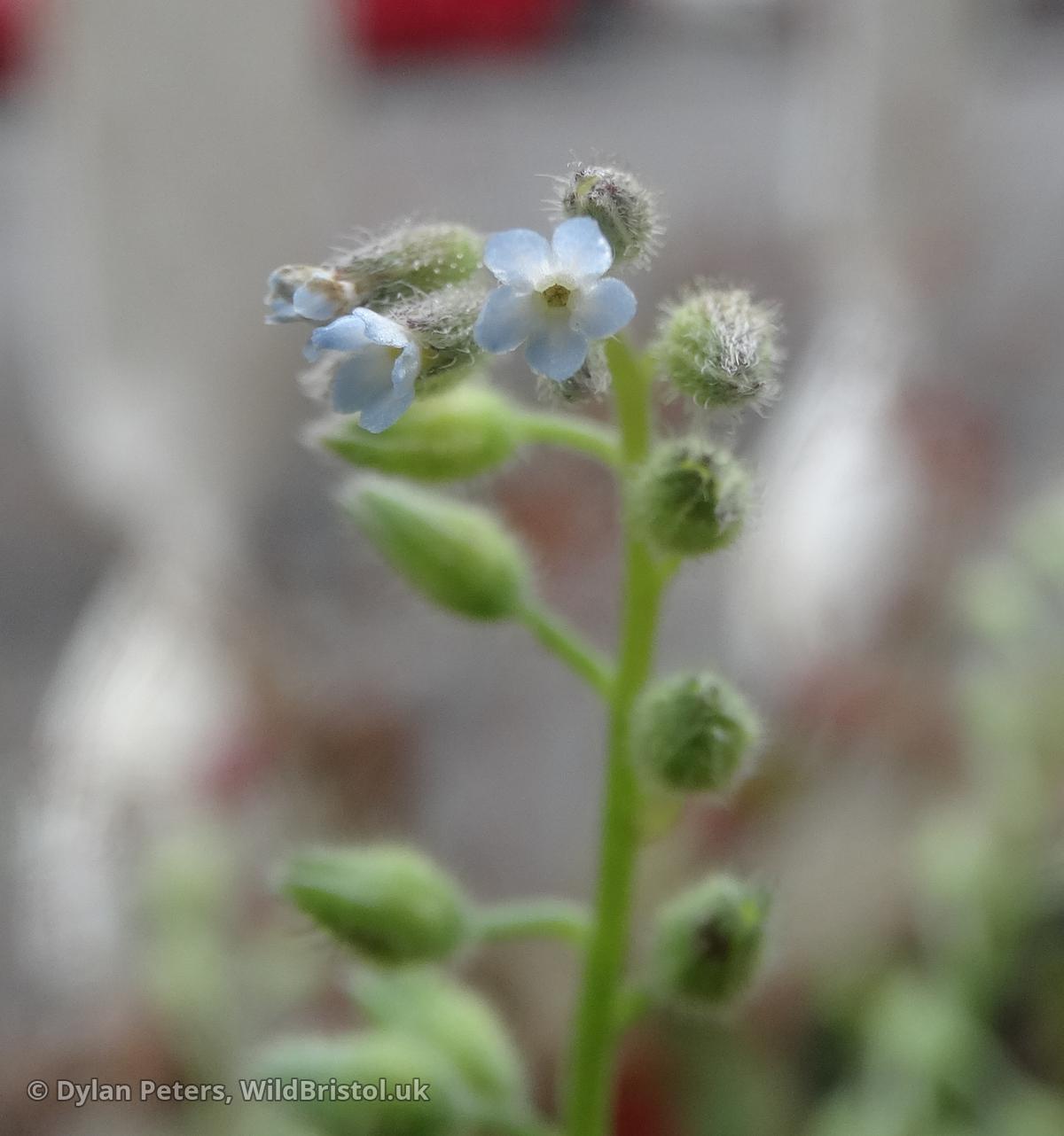 Early (Myosotis ramosissima) Species WildBristol.uk