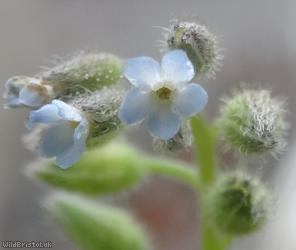 Early Forget-me-not