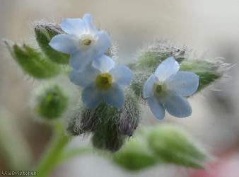Early Forget-me-not