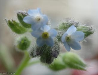 Early Forget-me-not