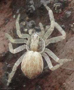image for House running-spider