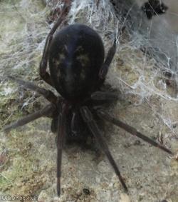Black Lace-weaver Spider