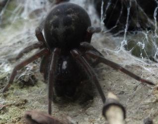 image for Black Lace-weaver Spider