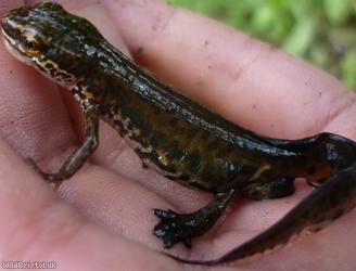 image for Palmate Newt