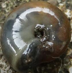 image for Cellar Snail