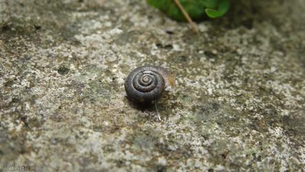 Kentish Snail