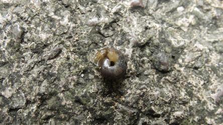 Kentish Snail