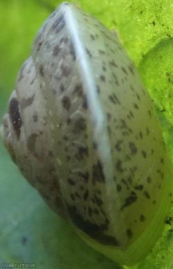 Girdled Snail