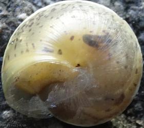 Girdled Snail