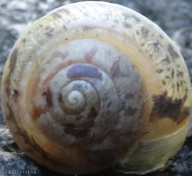 Girdled Snail