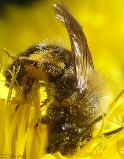 Hawksbeard Mining Bee