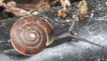 Girdled Snail