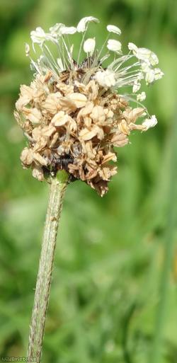 Ribwort Plantain