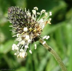 Ribwort Plantain