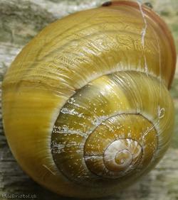 image for Brown-lipped Snail