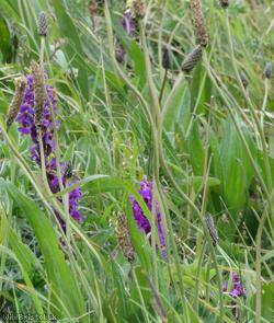 Early-purple Orchid