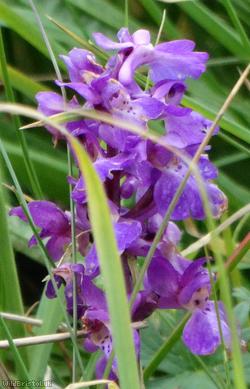 Early-purple Orchid