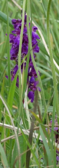 Early-purple Orchid