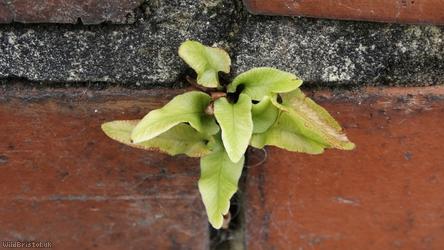 Hart's-tongue Fern