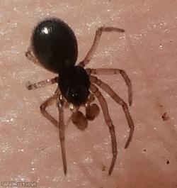 Erigone atra