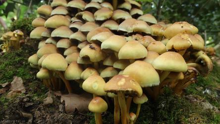 image for Mushrooms