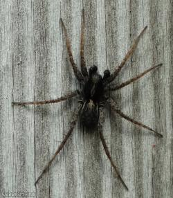 image for Spotted Wolf-spider