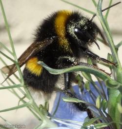 image for White-tailed Bumblebee