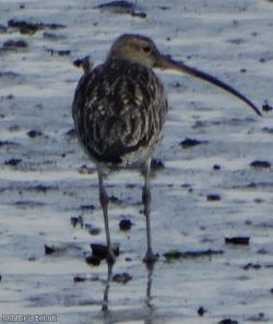 Curlew