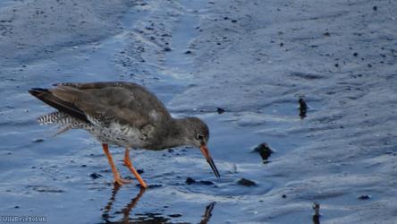 image for Redshank