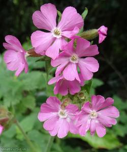 image for Red Campion