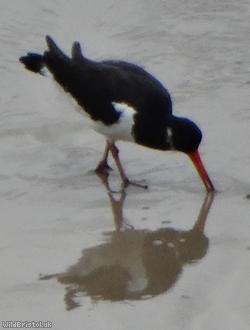 image for Oystercatcher