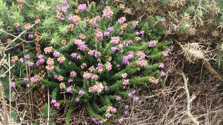 image for Bell Heather