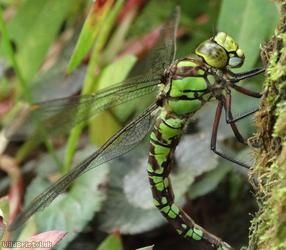 image for Southern Hawker