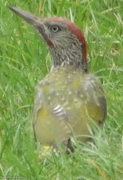 image for Green woodpecker