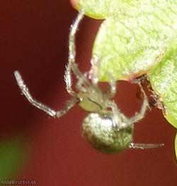 Horse-head Spider