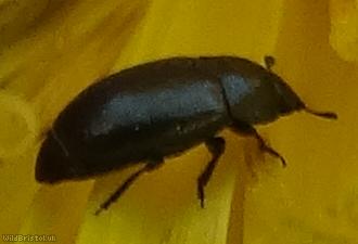 image for Common Pollen Beetle