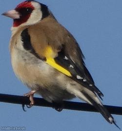 image for Gold Finch