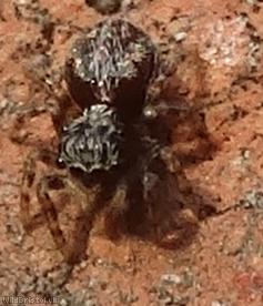 House Jumping Spider