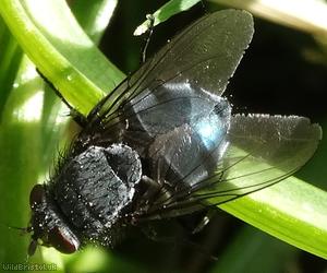 Common Bluebottle