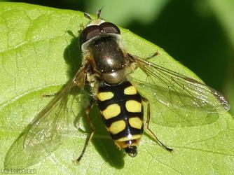 image for Migrant Hoverfly