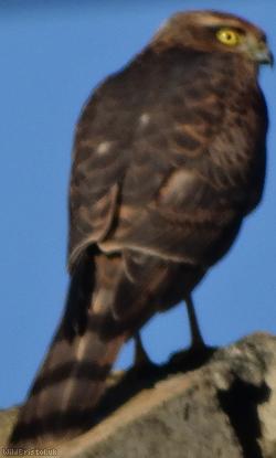 image for Sparrow Hawk