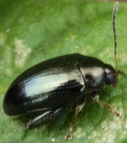 Cabbage-stem Flea Beetle