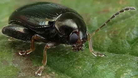 image for Cabbage-stem Flea Beetle