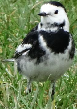image for Pied Wagtail