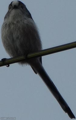 Long-tailed Tit