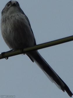 Long-tailed Tit