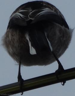 Long-tailed Tit