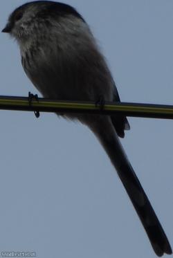 Long-tailed Tit