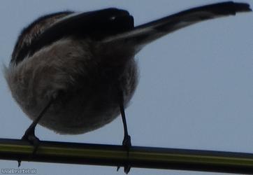 Long-tailed Tit